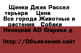 Щенки Джек Рассел терьера  › Цена ­ 15 000 - Все города Животные и растения » Собаки   . Ненецкий АО,Фариха д.